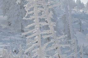 ice on the branches of trees in the forest