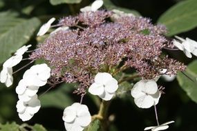 amazing white flowers in a botanic garden