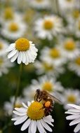 bee pollenating daisy