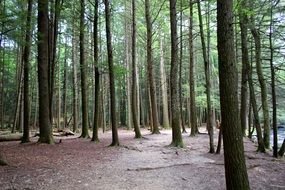 tree trunks in the forest