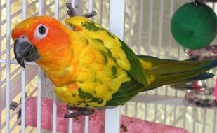 colorful lori parrot on grate of cage