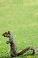 squirrel jumping on the grass