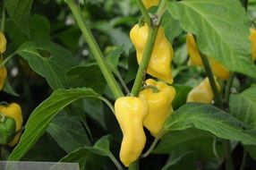 chili pepper habanero