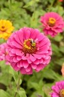 bee on pink flower, macro shot