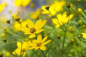 wild flowers in spring