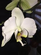blooming tropical white orchid on a dark background close-up