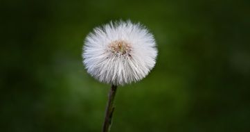dandelion on a blurry background closeup