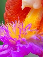 macro view of colorful center of orchid flower