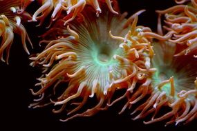 closeup photo of sea anemones in black background