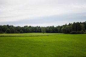 landscape of green grass in the meadow near the trees