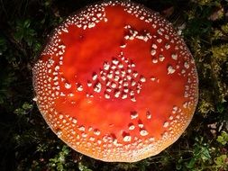 toadstool nature