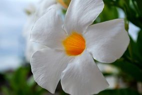 white flower with a yellow center