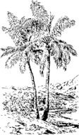 tropical tall tree drawing