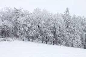 snowy winter in the forest