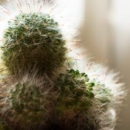 soft cactus in a pot close-up