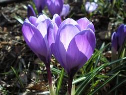 crocus purple back light