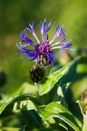 blooming cornflower close-up