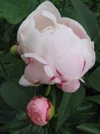 Beauty pink peony blossom