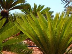 green mediterranean palm fern