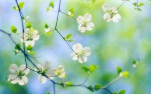 White flowers on the tree