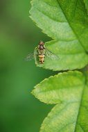 striped fly on green leaf