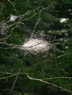 white cobweb on a branch in the forest