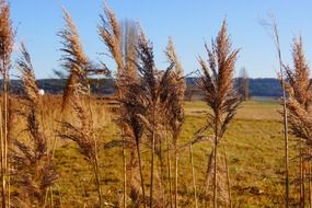 reed plants on the field