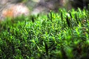 nature forest moss green