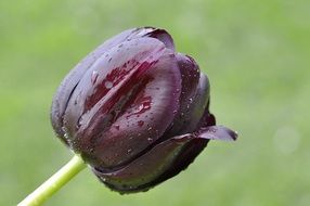 Black tulip on a green background