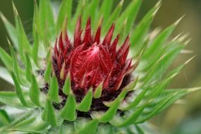 spiny flower in nature