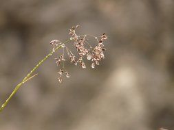 macro view of blade of grass in the dew