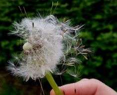 closeup picture of fluffy white dandelion in hand