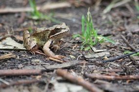 frog on ground among dry leaves