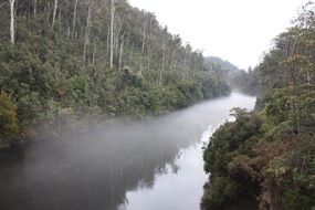 Beautiful landscape of a lake in mist in the forest