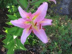 pink star lily