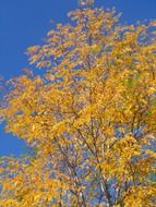 aspen yellow trees