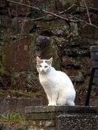 white cat sitting on a gray wall