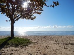 deciduous tree on a sandy beach in sao lurenzo do sul