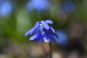 Blue flower bloom macro photo