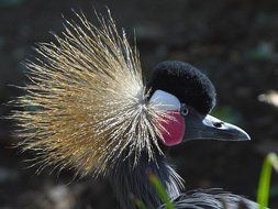 closeup of the head of the eastern crowned crane