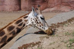 giraffe chews grass growing on a stone