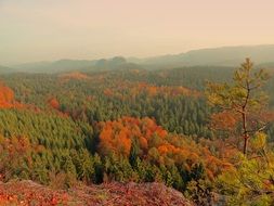 autumn forest in saxon switzerland