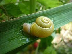 snail on a leaf of a plant in the garden