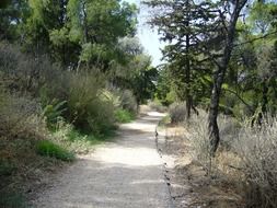 forest path in sunny greece