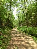 Beautiful green path among the trees in a forest