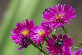 magenta aster flowers