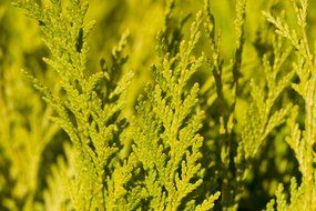 green cedar under the sun