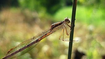 fragile dragonfly on plant