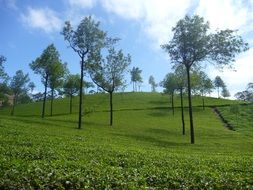 landscape of green tea plantation in India