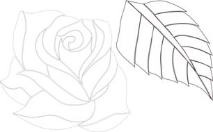 rose flower and leaf as a drawing